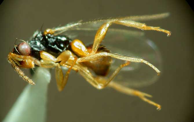 寄生蜂是怎么寄生的? 寄生蜂