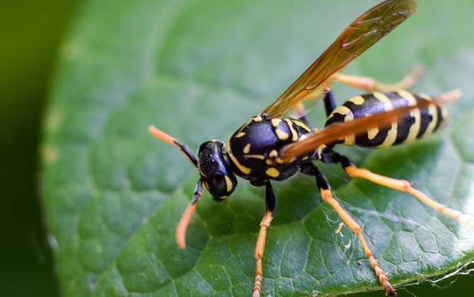 馬蜂和牛角蜂的區別 牛角蜂