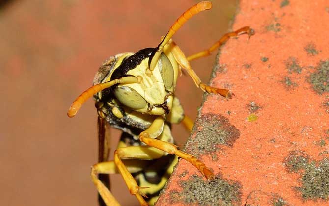 馬蜂和牛角蜂的區別 牛角蜂
