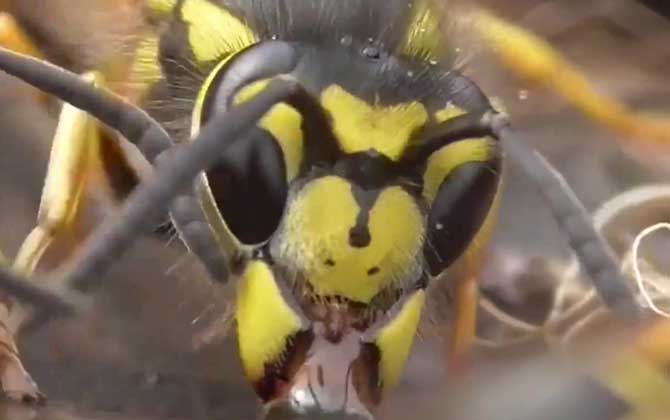 養200窩胡蜂有多少錢? 養胡蜂
