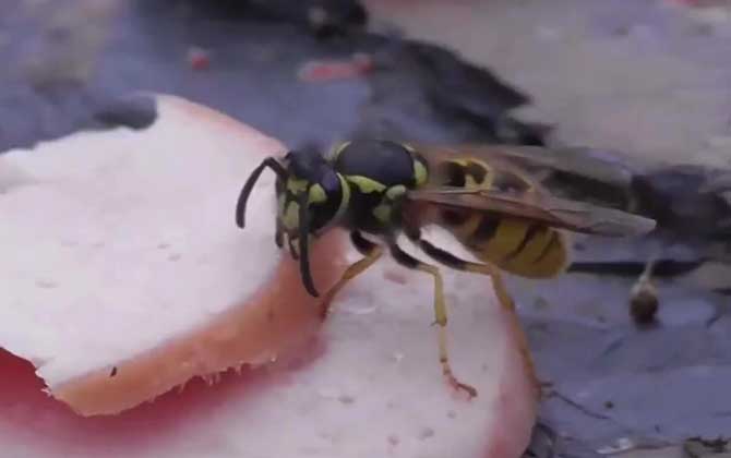 養200窩胡蜂有多少錢? 養胡蜂