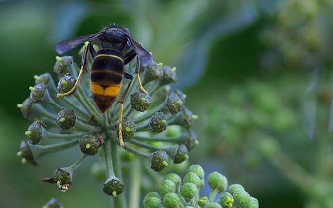 馬蜂報(bào)復(fù)的原理及驅(qū)趕方法 馬蜂