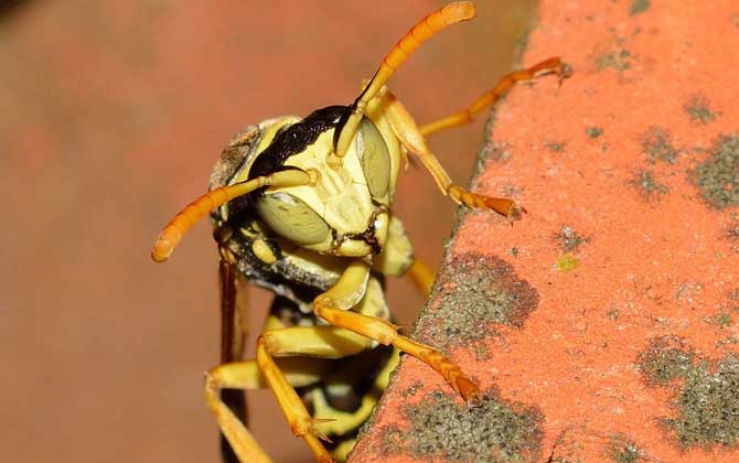馬蜂報(bào)復(fù)的原理及驅(qū)趕方法 馬蜂