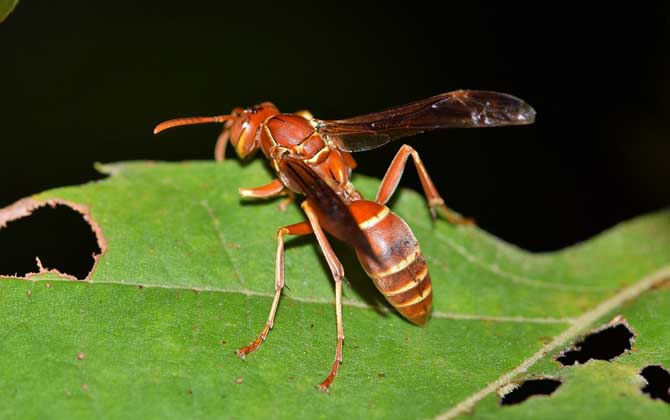 馬蜂報(bào)復(fù)的原理及驅(qū)趕方法 馬蜂