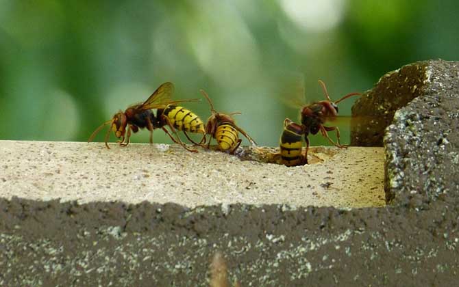 馬蜂報(bào)復(fù)的原理及驅(qū)趕方法 馬蜂