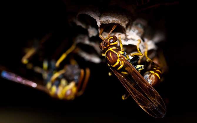 家里有馬蜂窩的預(yù)兆是什么? 馬蜂窩