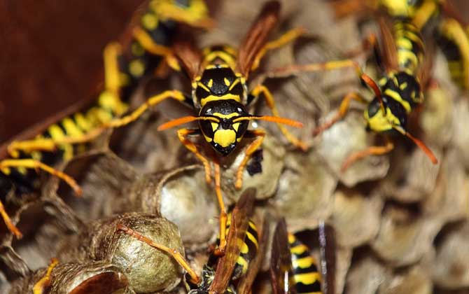 家里有馬蜂窩的預(yù)兆是什么? 馬蜂窩