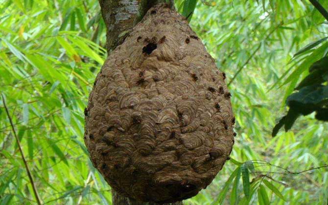 葫蘆蜂喂什么筑巢快? 葫蘆蜂