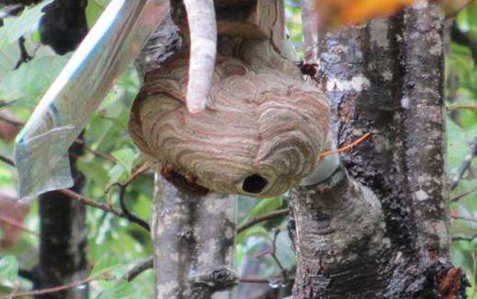 葫蘆蜂喂什么筑巢快? 葫蘆蜂