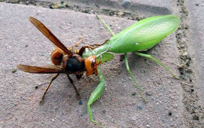 人頭蜂的克星是什么? 人頭蜂