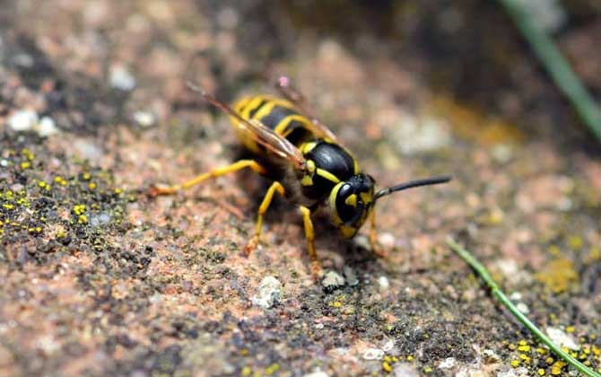 牛角蜂怕什么味道? 牛角蜂