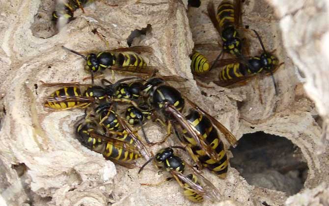 馬蜂是益蟲(chóng)還是害蟲(chóng)? 馬蜂