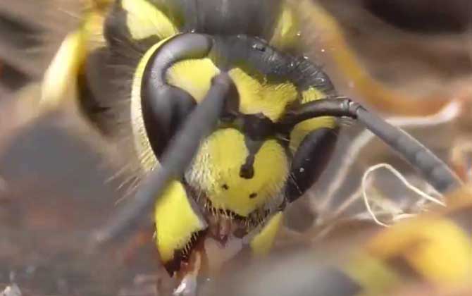 馬蜂是益蟲(chóng)還是害蟲(chóng)? 馬蜂