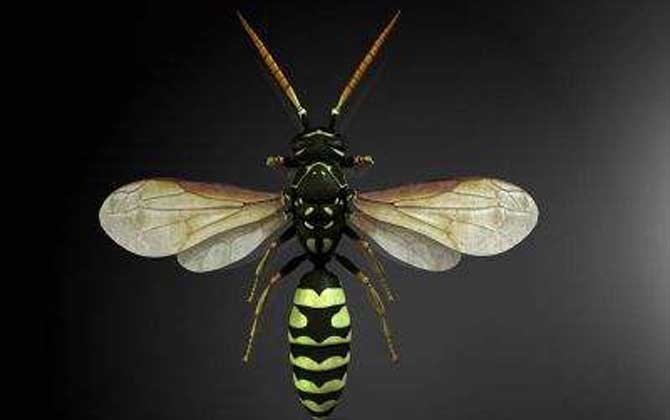 馬蜂種類名稱及圖片大全 黃邊胡蜂