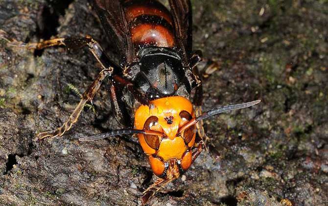 人頭蜂泡酒有什么功效? 人頭蜂