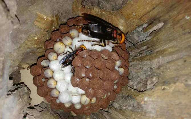 人頭蜂窩怎么處理才安全? 人頭蜂