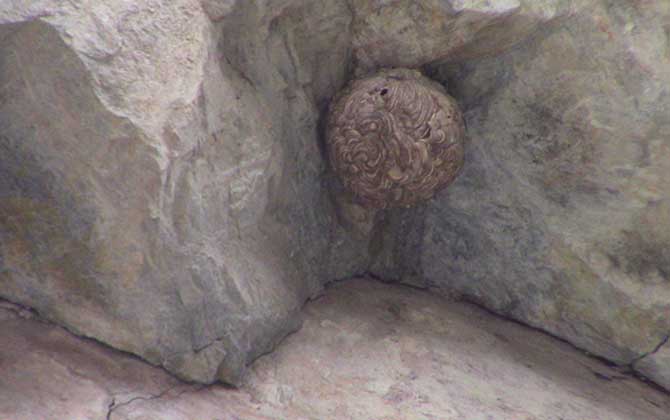 人頭蜂窩怎么處理才安全? 人頭蜂