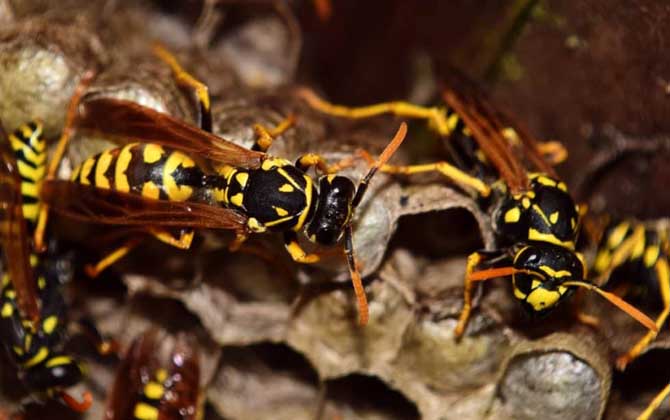 為什么馬蜂來我家筑巢? 馬蜂