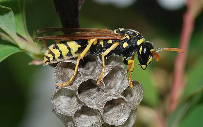 為什么馬蜂來我家筑巢? 馬蜂