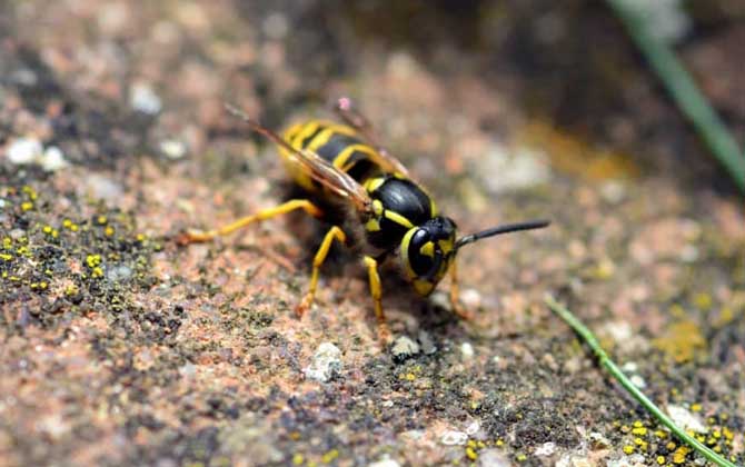 馬蜂來家里是福還是禍? 馬蜂