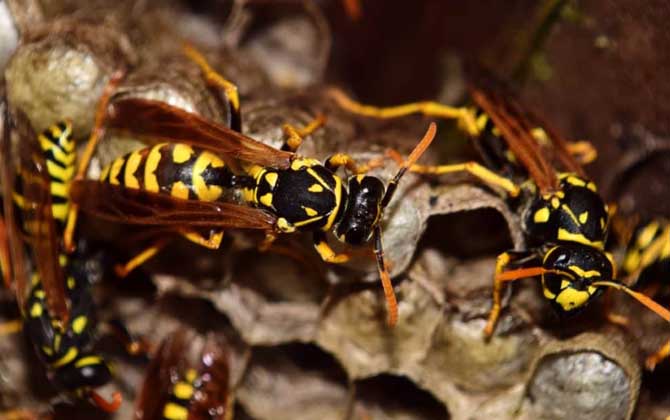 馬蜂來家里是福還是禍? 馬蜂
