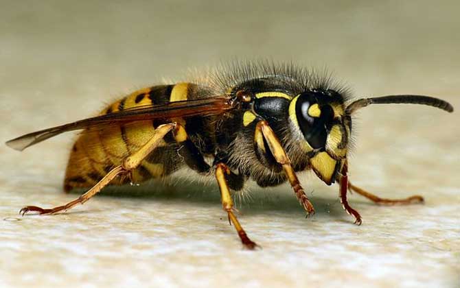 馬蜂會(huì)攻擊睡覺(jué)的人嗎? 馬蜂