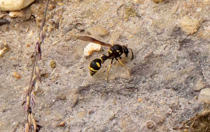 馬蜂會(huì)攻擊睡覺(jué)的人嗎? 馬蜂