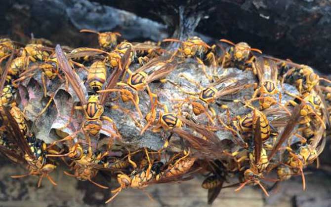 馬蜂會(huì)攻擊睡覺(jué)的人嗎? 馬蜂