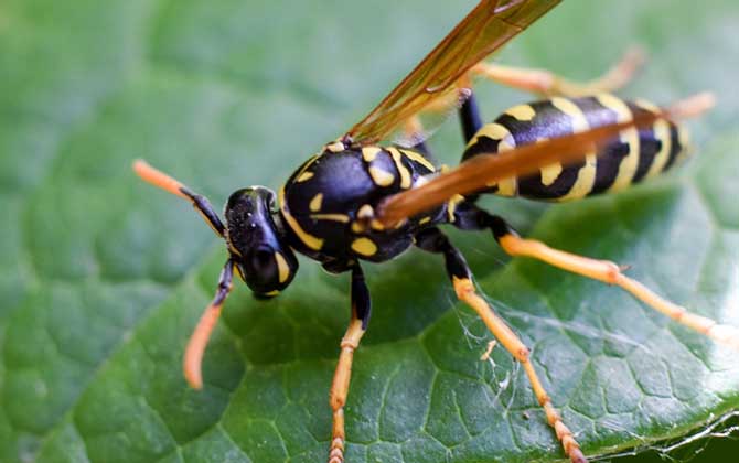 打死一只馬蜂會報復嗎? 馬蜂
