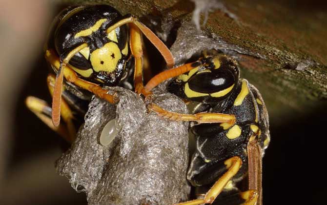 被黃胡蜂蟄了怎么處理? 黃胡蜂