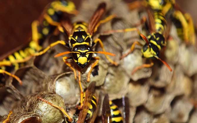 被黃胡蜂蟄了怎么處理? 黃胡蜂