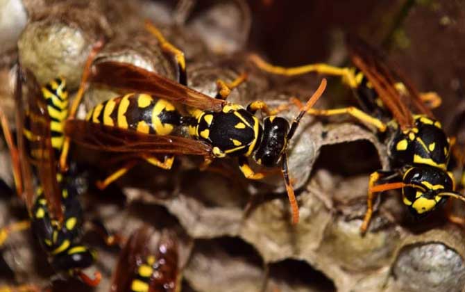 被馬蜂蟄了涂什么管用? 馬蜂