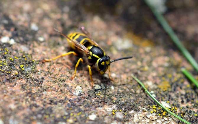馬蜂蟄后會自己消腫嗎? 馬蜂