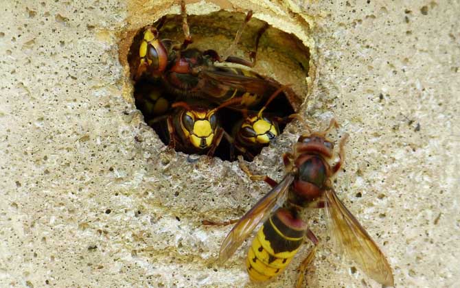 馬蜂入宅預兆著什么? 馬蜂