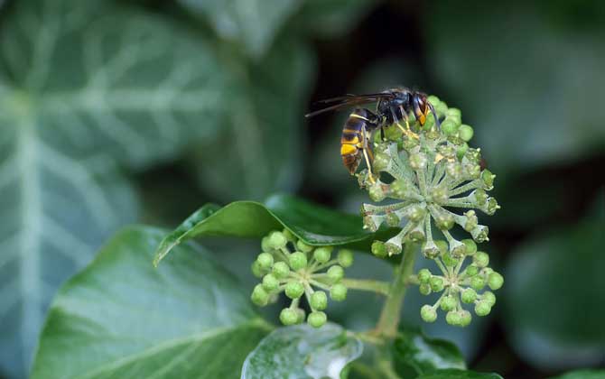 馬蜂入宅預兆著什么? 馬蜂