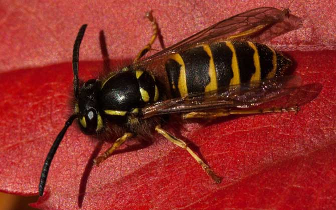 被馬蜂蟄腫了會(huì)自愈嗎? 馬蜂