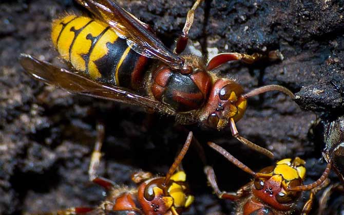 被馬蜂蟄腫了會(huì)自愈嗎? 馬蜂