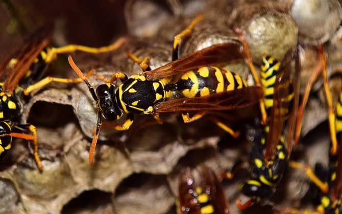 馬蜂在窗戶角筑巢怎么辦? 馬蜂