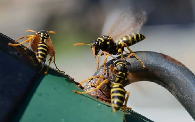 馬蜂蟄了幾個小時算安全? 馬蜂