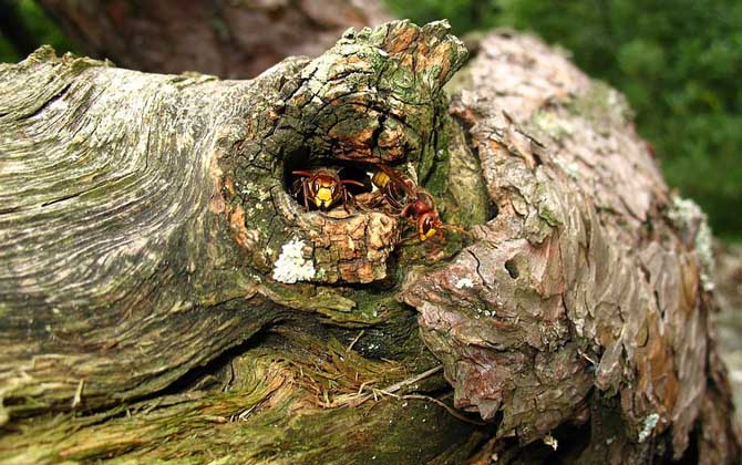 馬蜂蟄了幾個小時算安全? 馬蜂