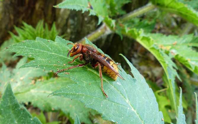 為什么家里招馬蜂? 馬蜂