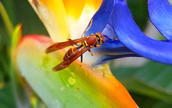為什么家里招馬蜂? 馬蜂