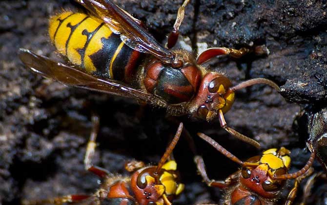 怎么判斷蜂針在不在? 馬蜂