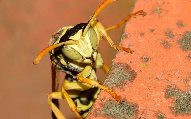 怎么判斷蜂針在不在? 馬蜂