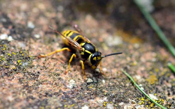 怎么判斷蜂針在不在? 馬蜂