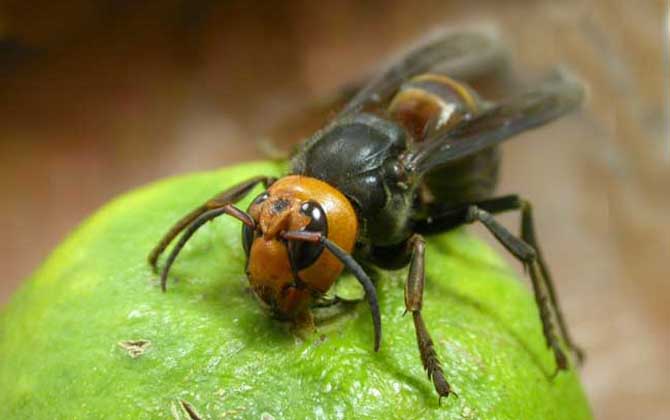 地雷蜂的種類及圖片大全 黑絨胡蜂