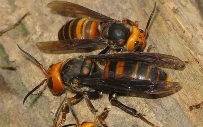 中國大虎頭蜂養(yǎng)殖技術(shù)視頻 中國大虎頭蜂