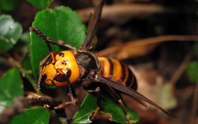 中國大虎頭蜂養(yǎng)殖技術(shù)視頻 中國大虎頭蜂