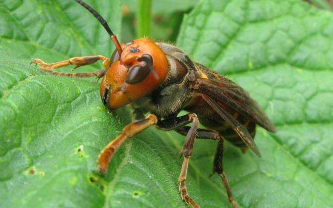 被中國大虎頭蜂蜇了怎么辦? 中國大虎頭蜂