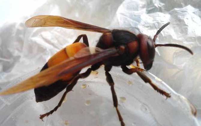 黃腰虎頭蜂的毒性強嗎? 黃腰虎頭蜂